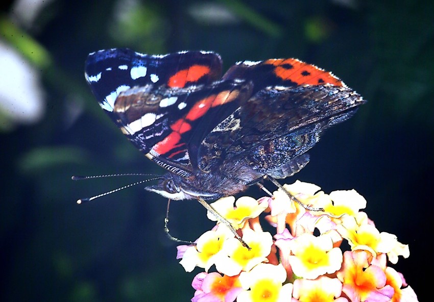 Le meraviglie  La farfalla caleidoscopio